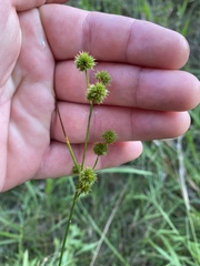 Juncus scirpoides