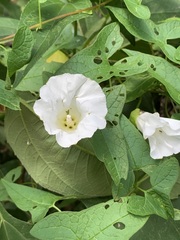 Calystegia silvatica fraterniflora