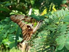 Graphium agamemnon