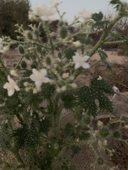 Cnidoscolus maculatus