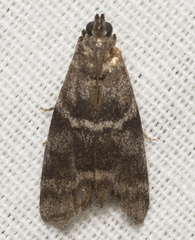 Actrix nyssaecolella