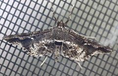 Merodictya marmorata