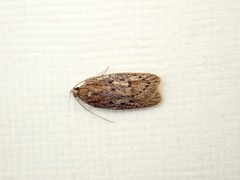 Acantholena siccella