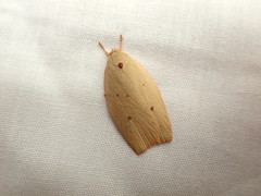 Euchaetis