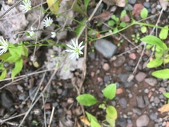 Stellaria graminea