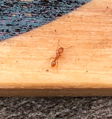 Tetramorium simillimum