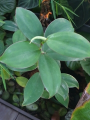 Monocostus uniflorus