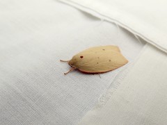Euchaetis