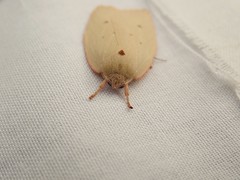 Euchaetis