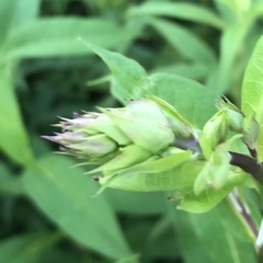 Phlox paniculata