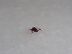 Rhipicephalus sanguineus