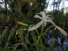 Crinum americanum