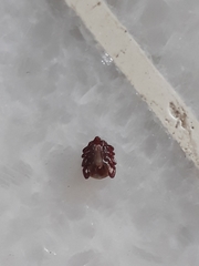 Rhipicephalus sanguineus