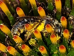Lasioglossum pectorale