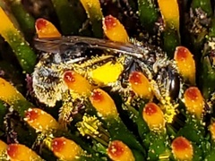 Lasioglossum pectorale