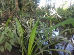 Crinum americanum