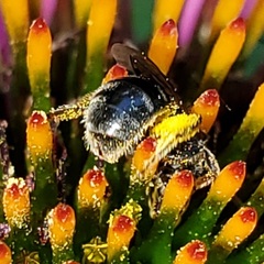 Lasioglossum pectorale