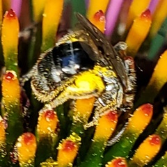 Lasioglossum pectorale