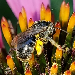 Lasioglossum pectorale