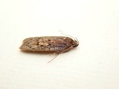 Acantholena siccella