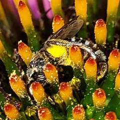 Lasioglossum pectorale