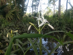 Crinum americanum