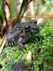 Fejervarya kawamurai