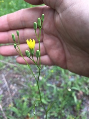 Hieracium umbellatum umbellatum