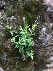 Epilobium lactiflorum
