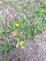 Hieracium umbellatum umbellatum
