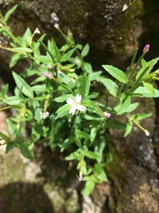 Epilobium lactiflorum