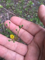 Hieracium umbellatum umbellatum
