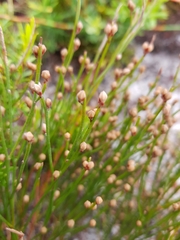 Jacksonia stackhousei