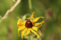 Coelioxys hunteri
