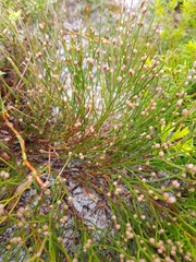 Jacksonia stackhousei