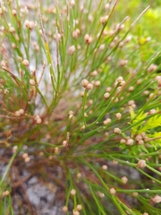 Jacksonia stackhousei