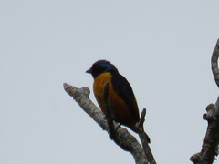 Chlorophonia musica musica