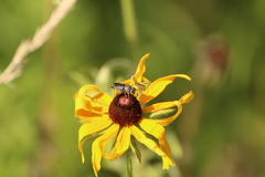 Coelioxys hunteri