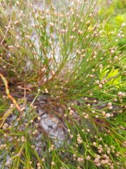 Jacksonia stackhousei