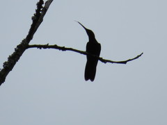 Riccordia swainsonii