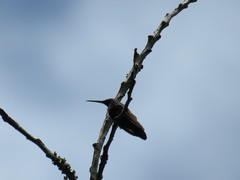 Riccordia swainsonii