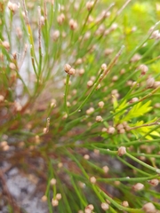 Jacksonia stackhousei