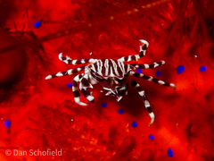 Zebrida adamsii