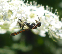 Gasteruption assectator