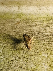 Herpetogrammatini