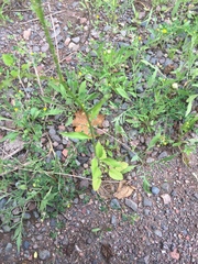 Hieracium umbellatum umbellatum
