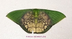 Tachychlora amilletes