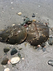Limulus polyphemus