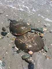 Limulus polyphemus
