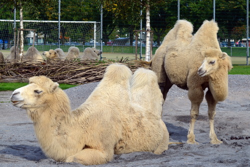 Domestic Bactrian Camel